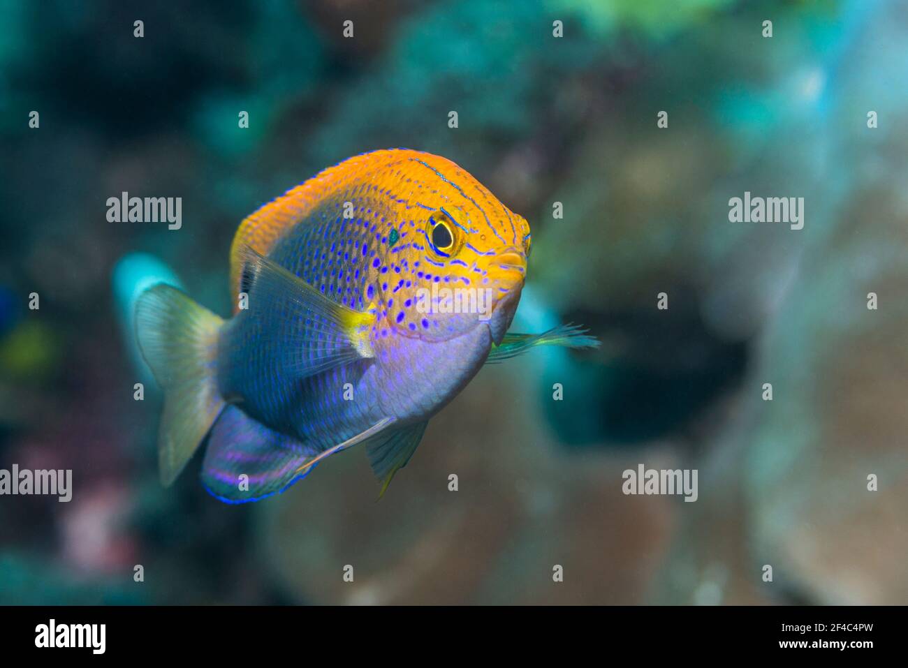 Princess damsel or Ocellate damselfish [Pomacentrus vaiuli].  Tulamben, Bali, Indonesia. Stock Photo