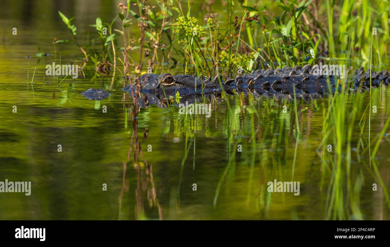 Alligator in the water. Stock Photo