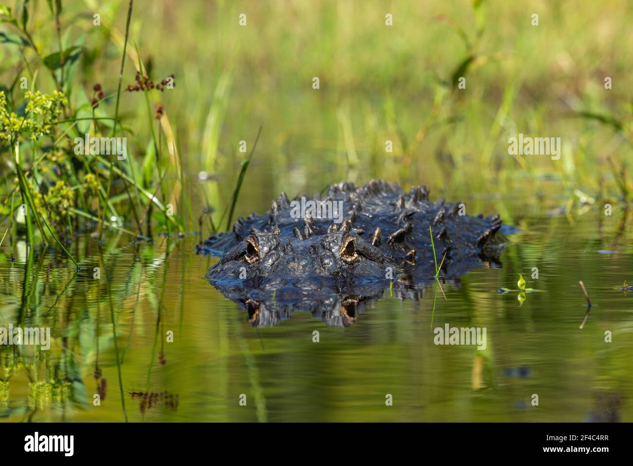Alligator in the water Stock Photo Alamy