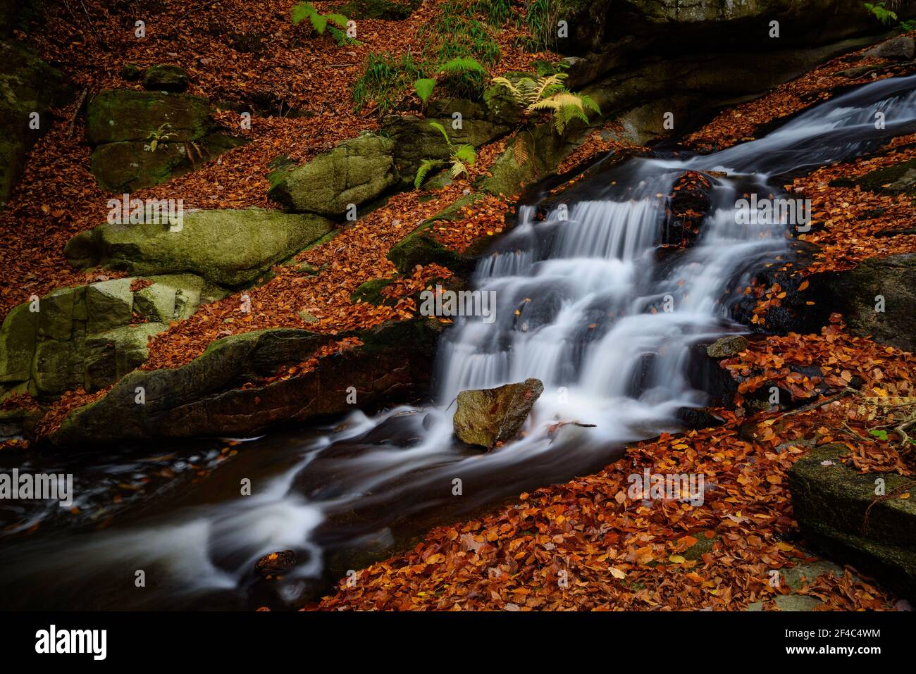 Waterfall in Riera de Gualba (river), in Santa Fe de Montseny beech forest, in autumn (Montseny, Barcelona, Catalonia, Spain) Stock Photo