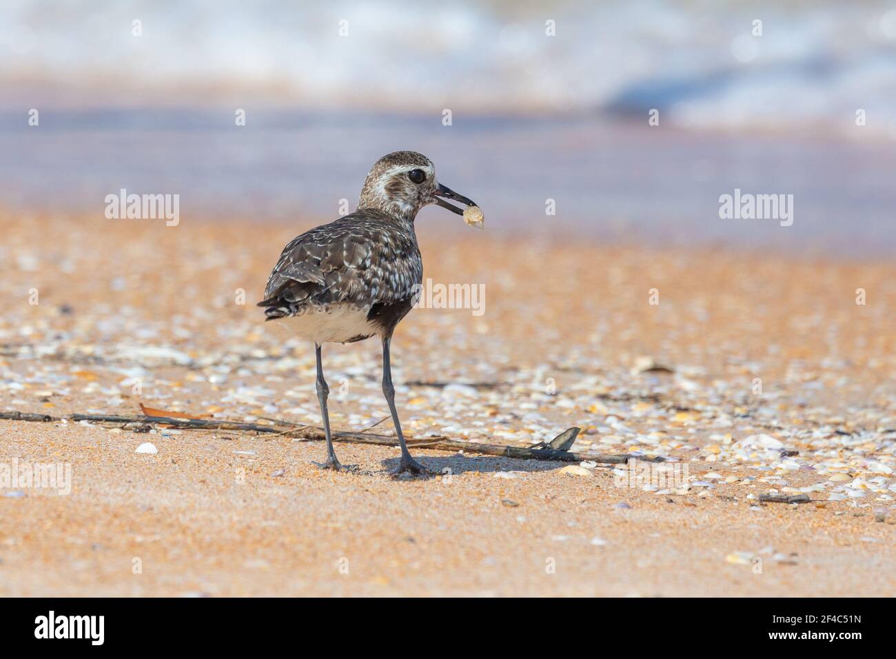 Black-bellied plover with a mollusk. Stock Photo