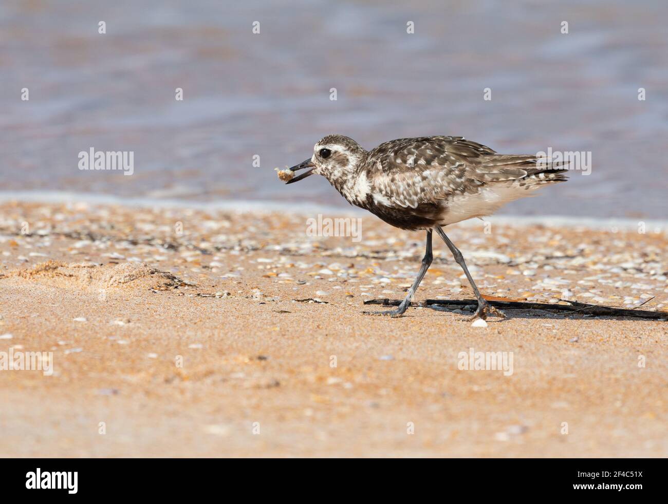 Black-bellied plover with a mollusk. Stock Photo