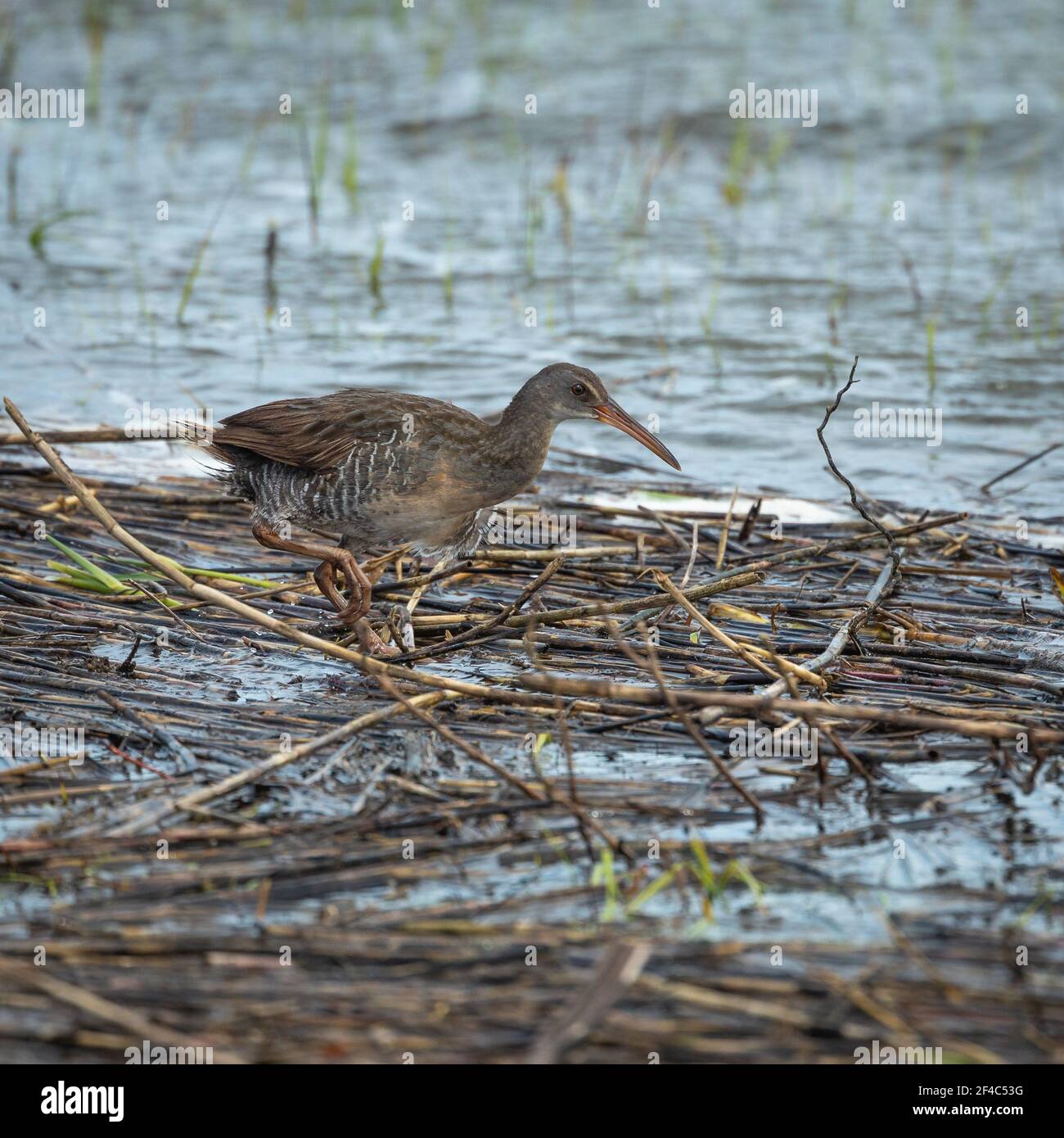 Clapper rail standing on wrack as a result of a king tide and storm surge. Stock Photo