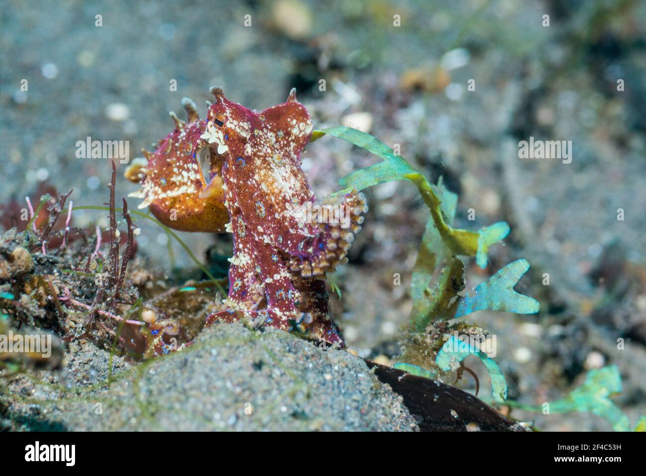 BLue-ringed octopus [Hapalochlaena spp.]  Tulamben, Bali, Indonesia. Stock Photo