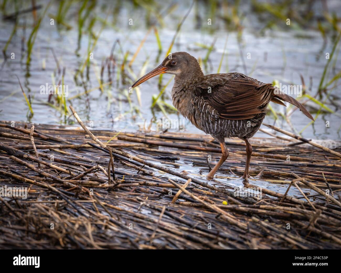 Clapper rail standing on wrack as a result of a king tide and storm surge. Stock Photo