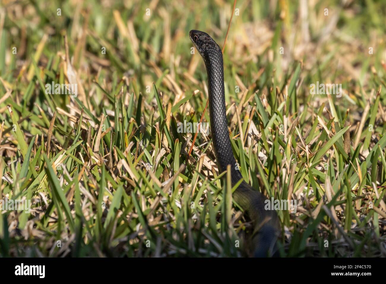 Black racer snake in a suburban yard Stock Photo