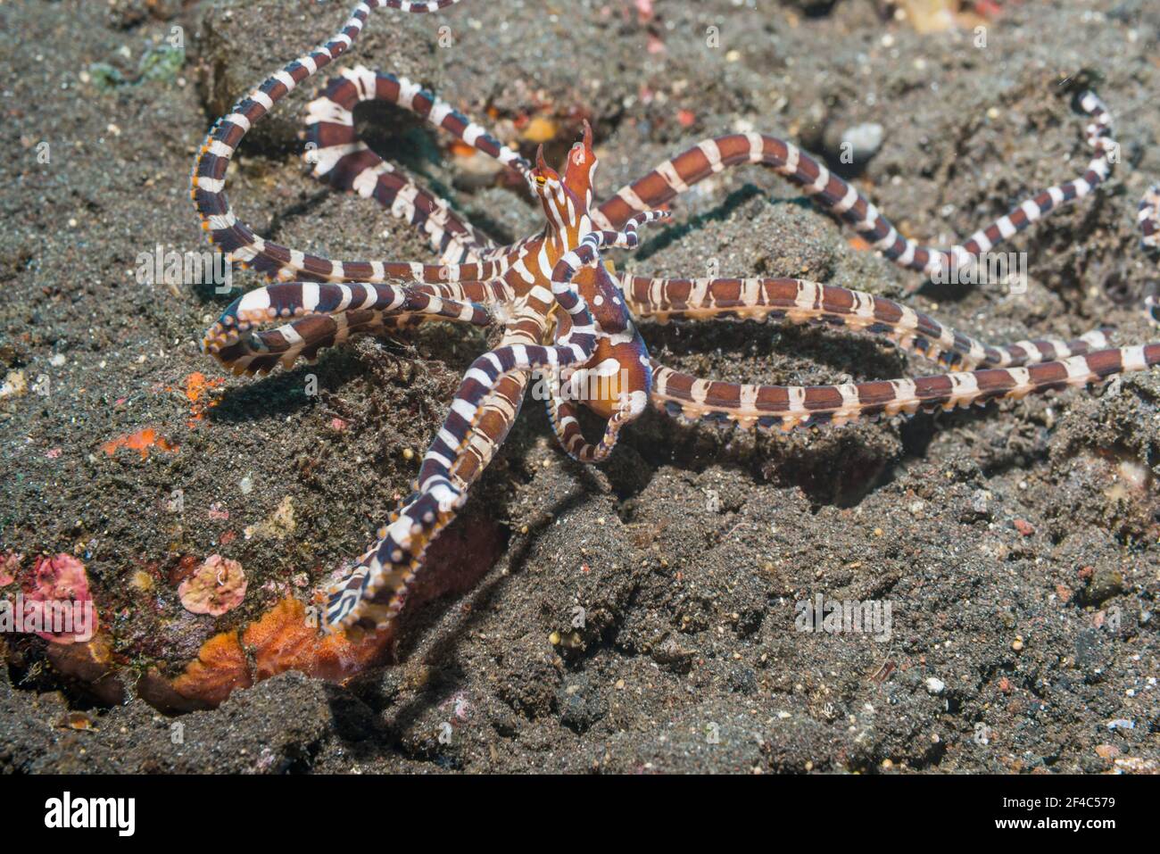Wunderpus octopus [Wunderpus photogenicus].  Tulamben, Bali, Indonesia. Stock Photo