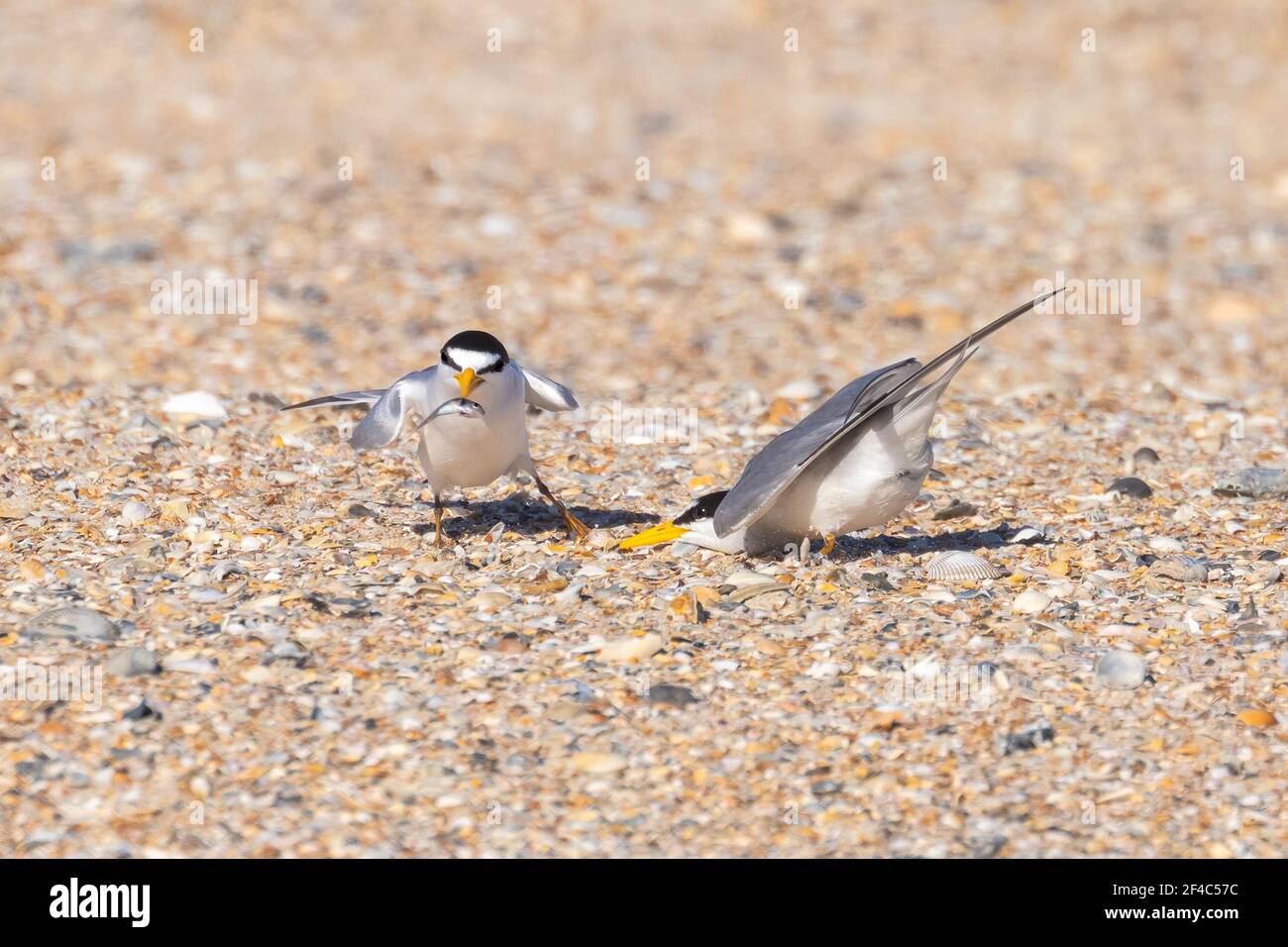 Least terns courting. Stock Photo