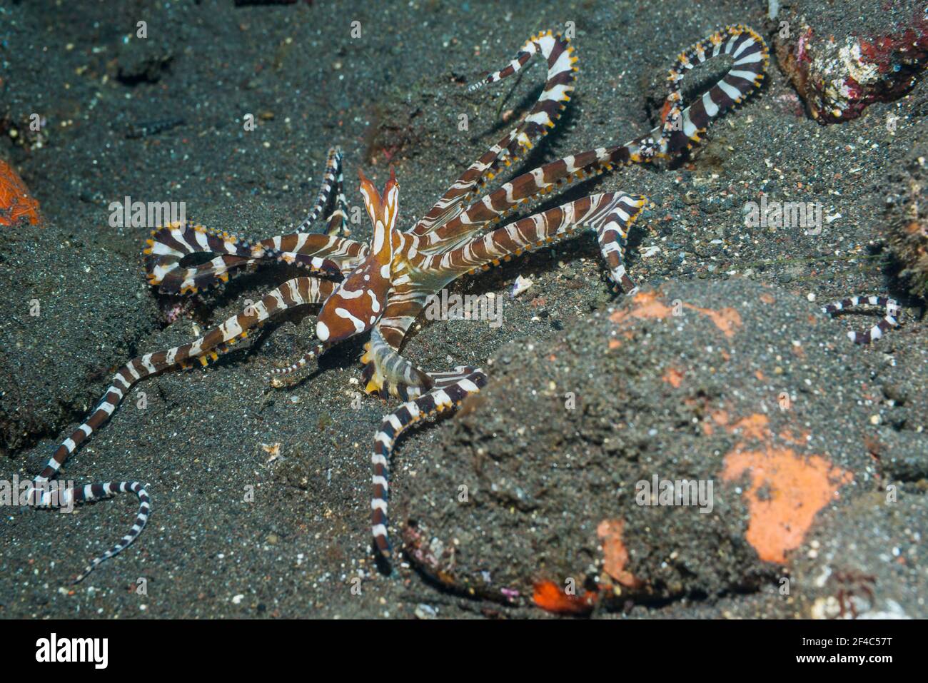 Wunderpus octopus [Wunderpus photogenicus].  Tulamben, Bali, Indonesia. Stock Photo
