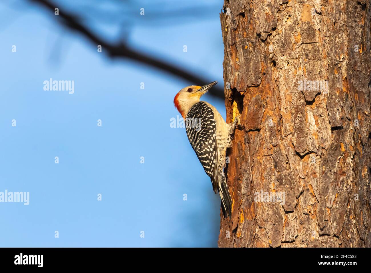 Red-bellied woodpecker at a nest cavity bringing food to her young. Stock Photo