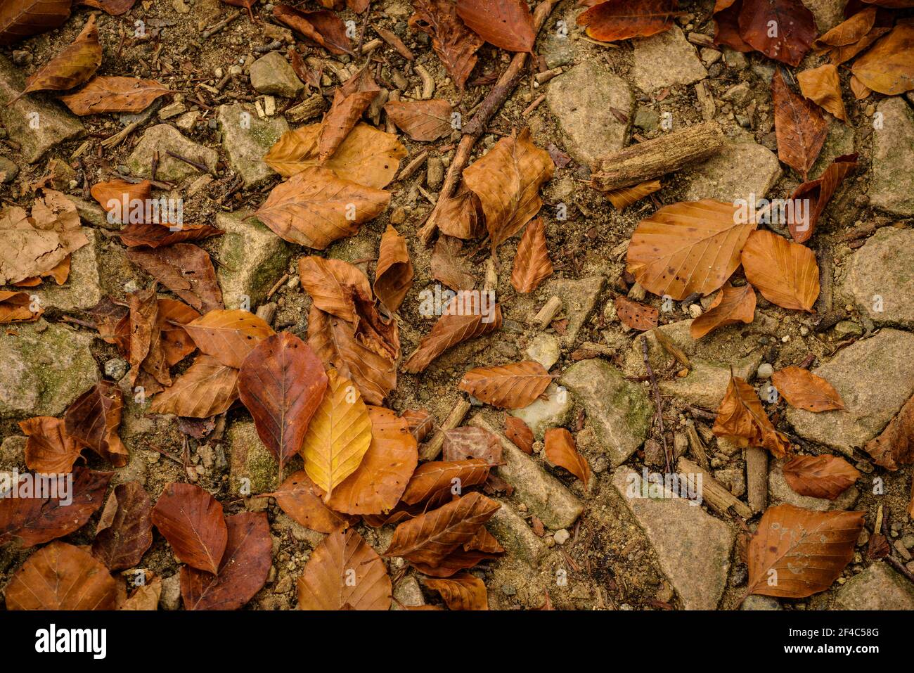 Detail of some fallen leaves in autumn in Santa Fe de Montseny (Barcelona province, Catalonia, Spain)  ESP: Detalle de unas hojas caídas en otoño Stock Photo