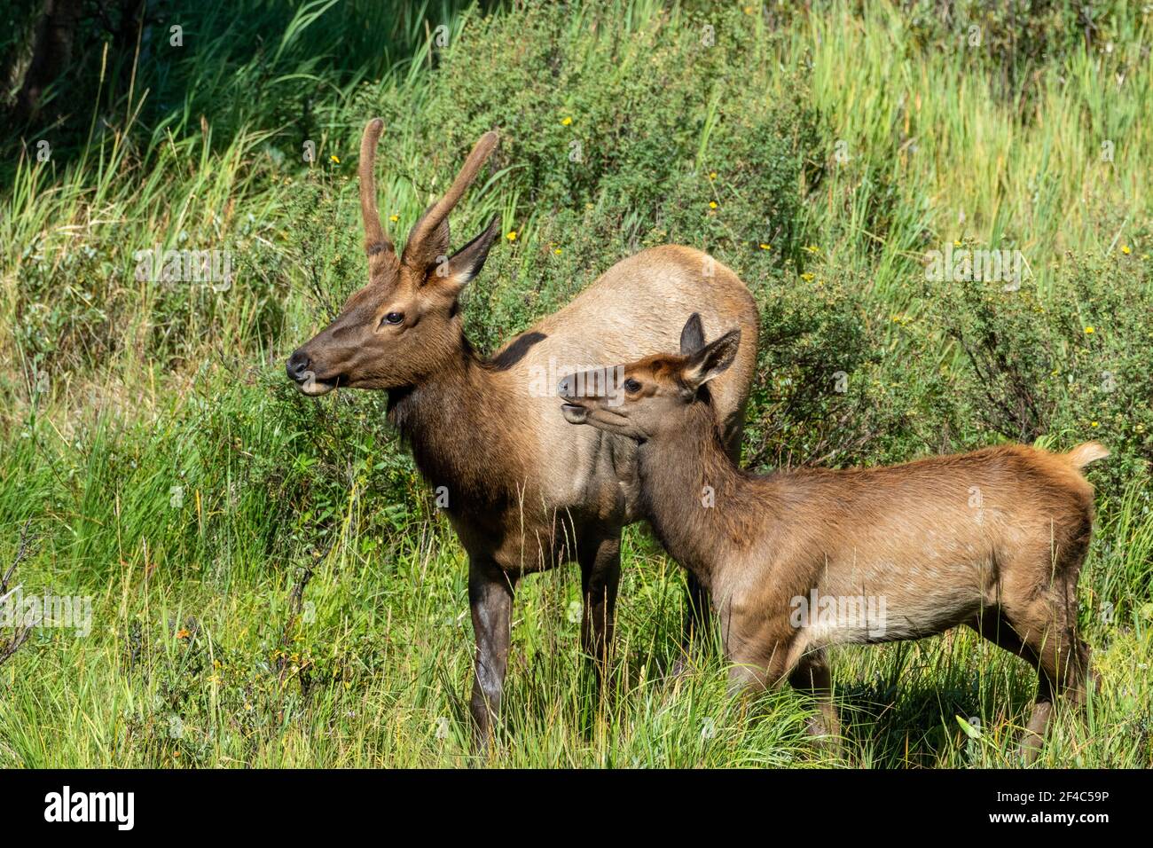 Two elk interacting in a field of grass.  One is a baby elk the other has velvet covered antlers.   . Stock Photo