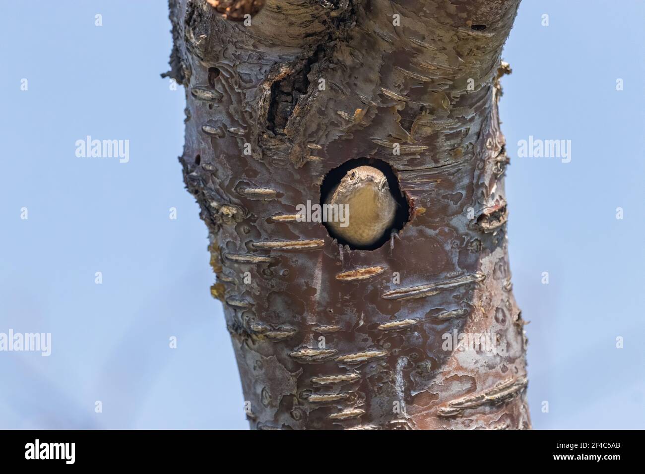 House Wren sticking its head out of a nest hole. Stock Photo