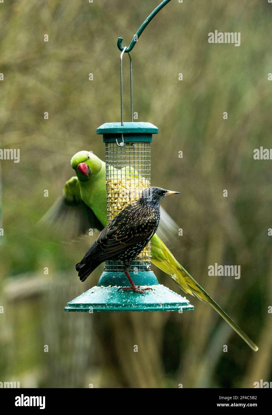 Rose-ringed or ring-necked parakeet (Psittacula krameri) and a Starlings (Sturnus vulgaris) on bird feeder in urban garden.  London, UK. Stock Photo