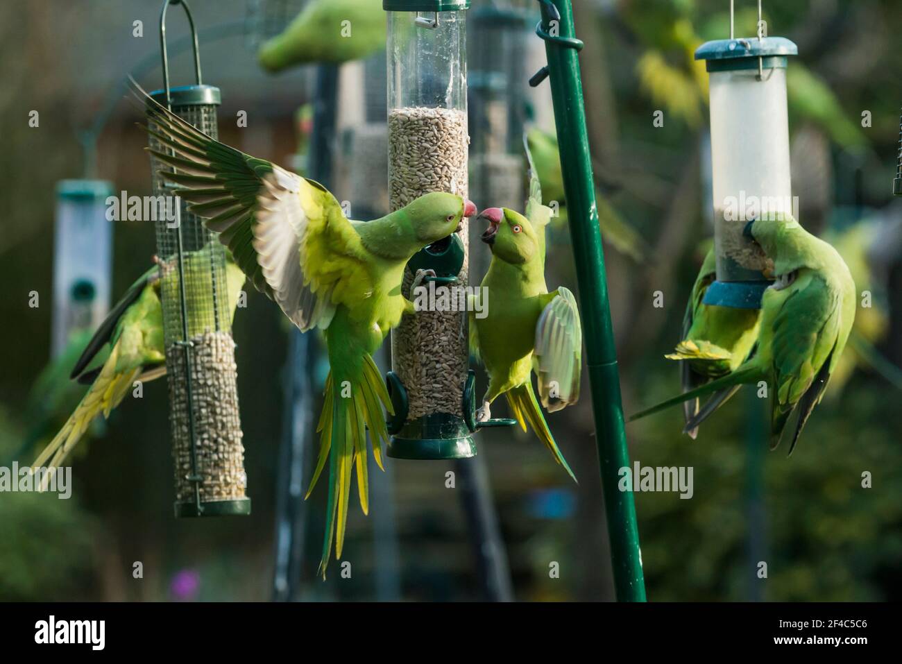 Rose-ringed parakeet [Psittacula krameri] on bird feeder.  London, Uk. Stock Photo