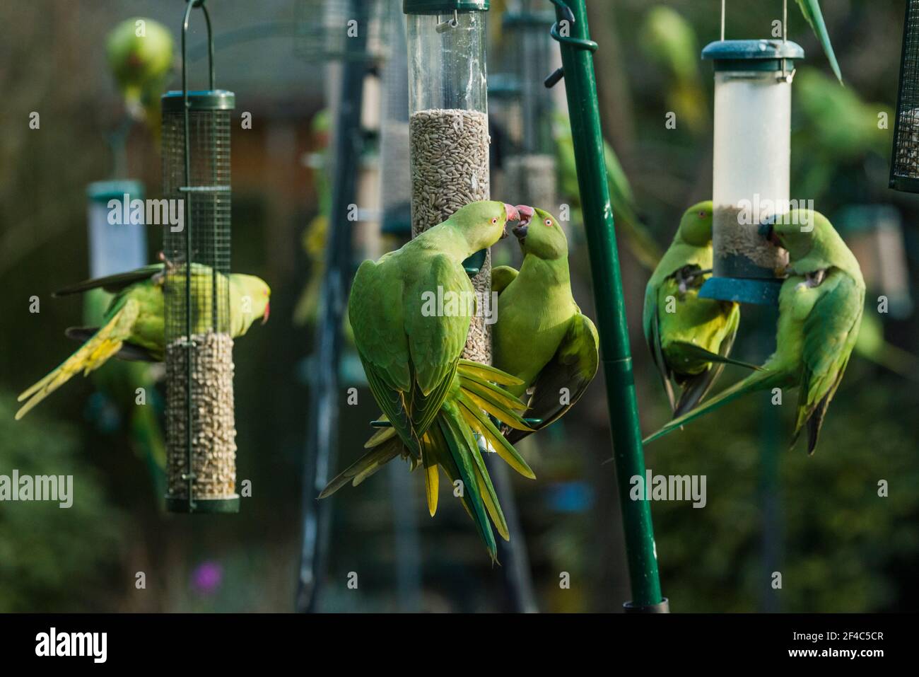 Rose-ringed parakeet [Psittacula krameri] on bird feeder.  London, Uk. Stock Photo
