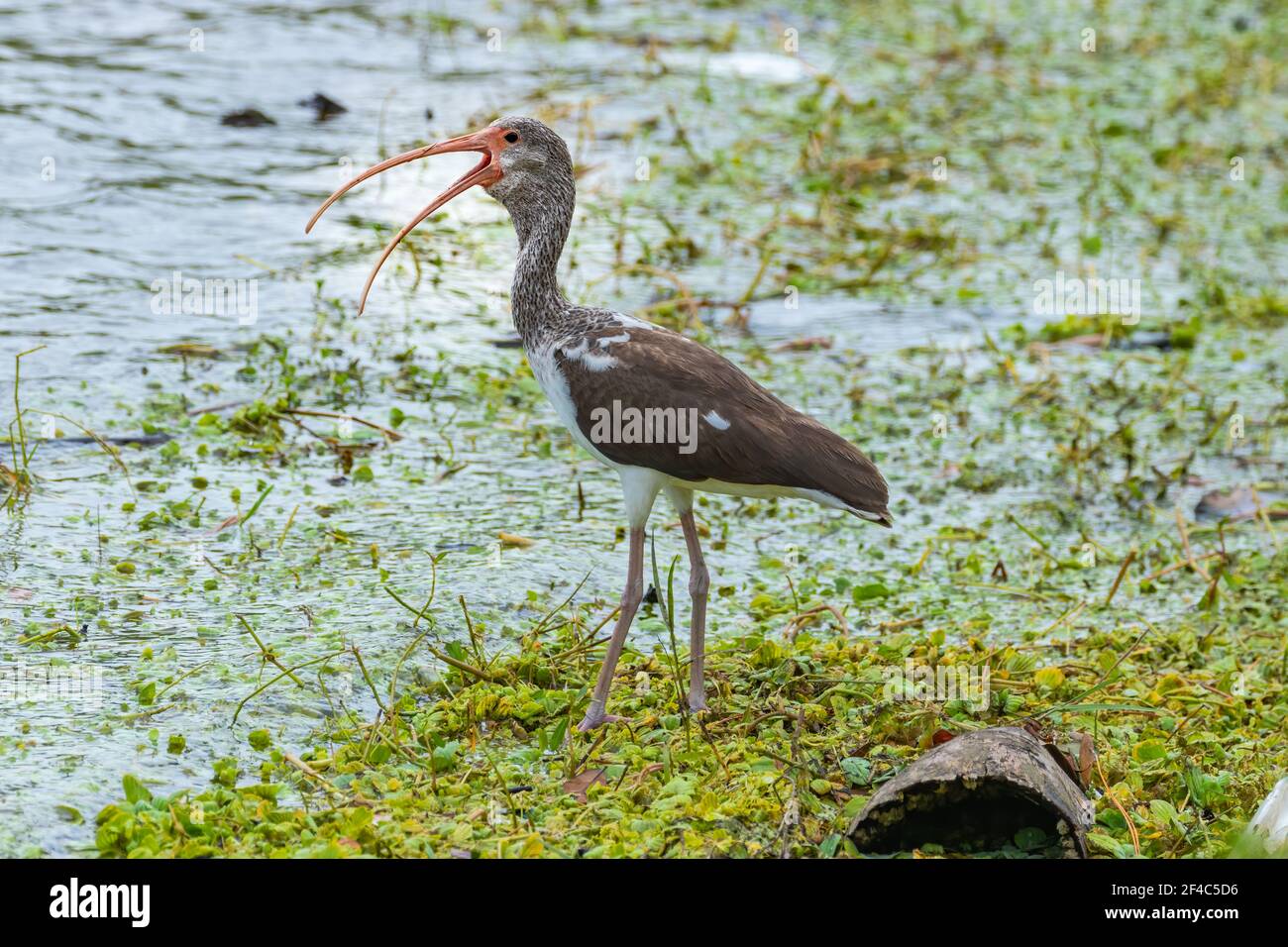 Immature white ibis with its beak open while foraging on the shore of a pond. Stock Photo