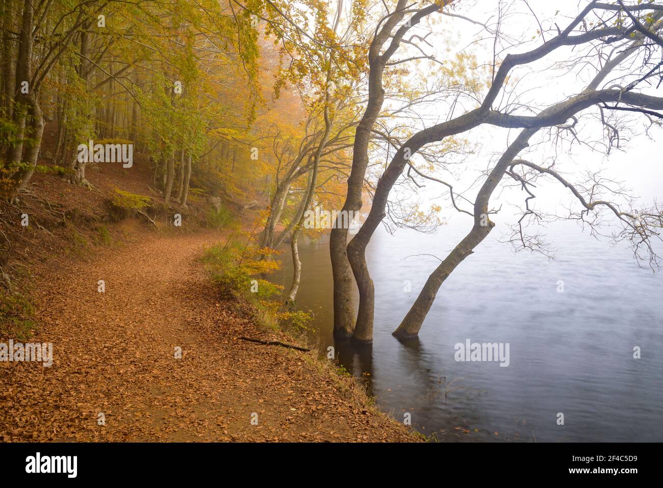 Forest around the Santa Fe de Montseny reservoir on a foggy autumn day (Barcelona Province, Catalonia, Spain) Stock Photo