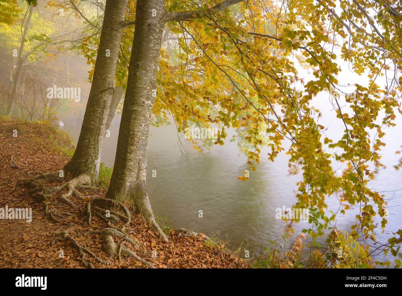 Forest around the Santa Fe de Montseny reservoir on a foggy autumn day (Barcelona Province, Catalonia, Spain) Stock Photo
