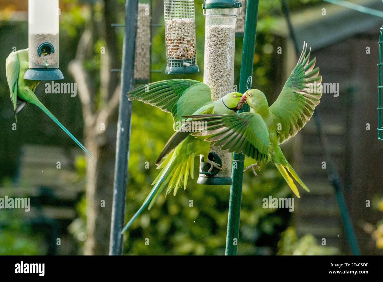 Rose-ringed or Ring-necked parakeets [Psittacula krameri] squabbling on bird feeder.  London, Uk. Stock Photo