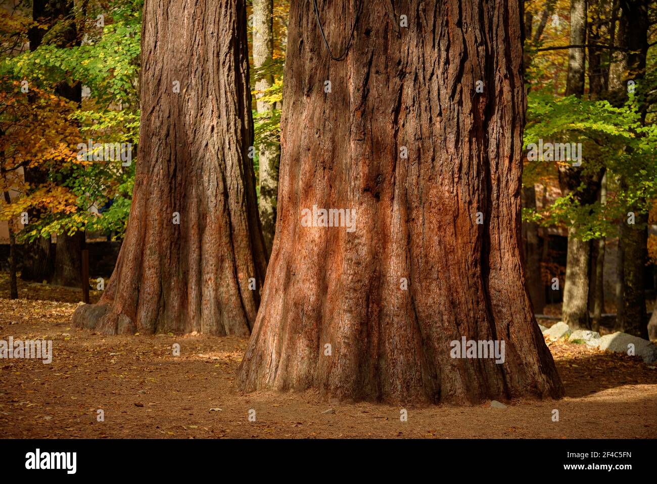 Redwoods tree house hires stock photography and images Alamy