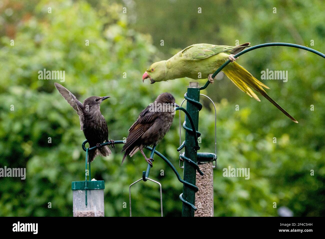Rose-ringed or Ring-necked parakeet [Psittacula krameri] squabbling with a fledgling Starling [Sturnus vulgaris] on bird feeder.  London, Uk. Stock Photo