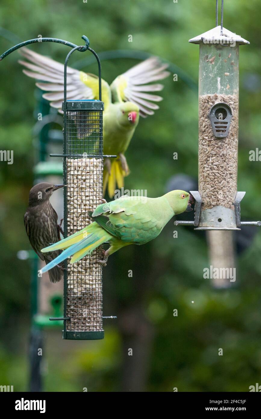 Rose-ringed or Ring-necked parakeet [Psittacula krameri] and a Starling [Sturnus vulgaris] on bird feeder.  London, Uk. Stock Photo