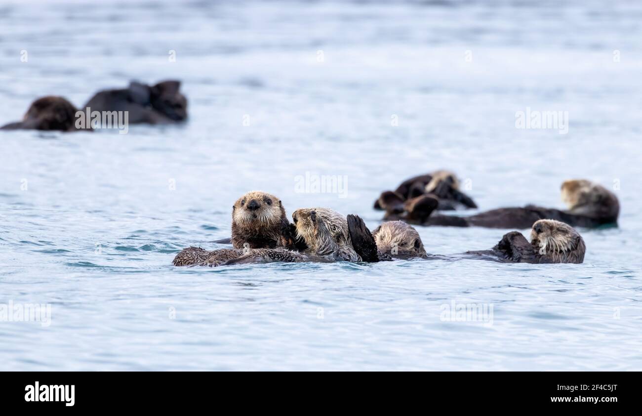 Mother sea otter and her pup floating in the water in Kamechak Bay in Alaska. Stock Photo