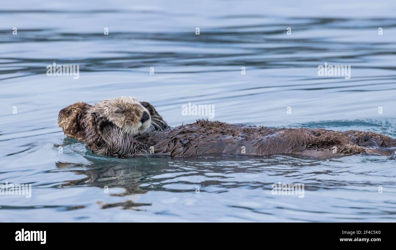 Mother sea otter and her pup floating in the water in Kamechak Bay in Alaska. Stock Photo