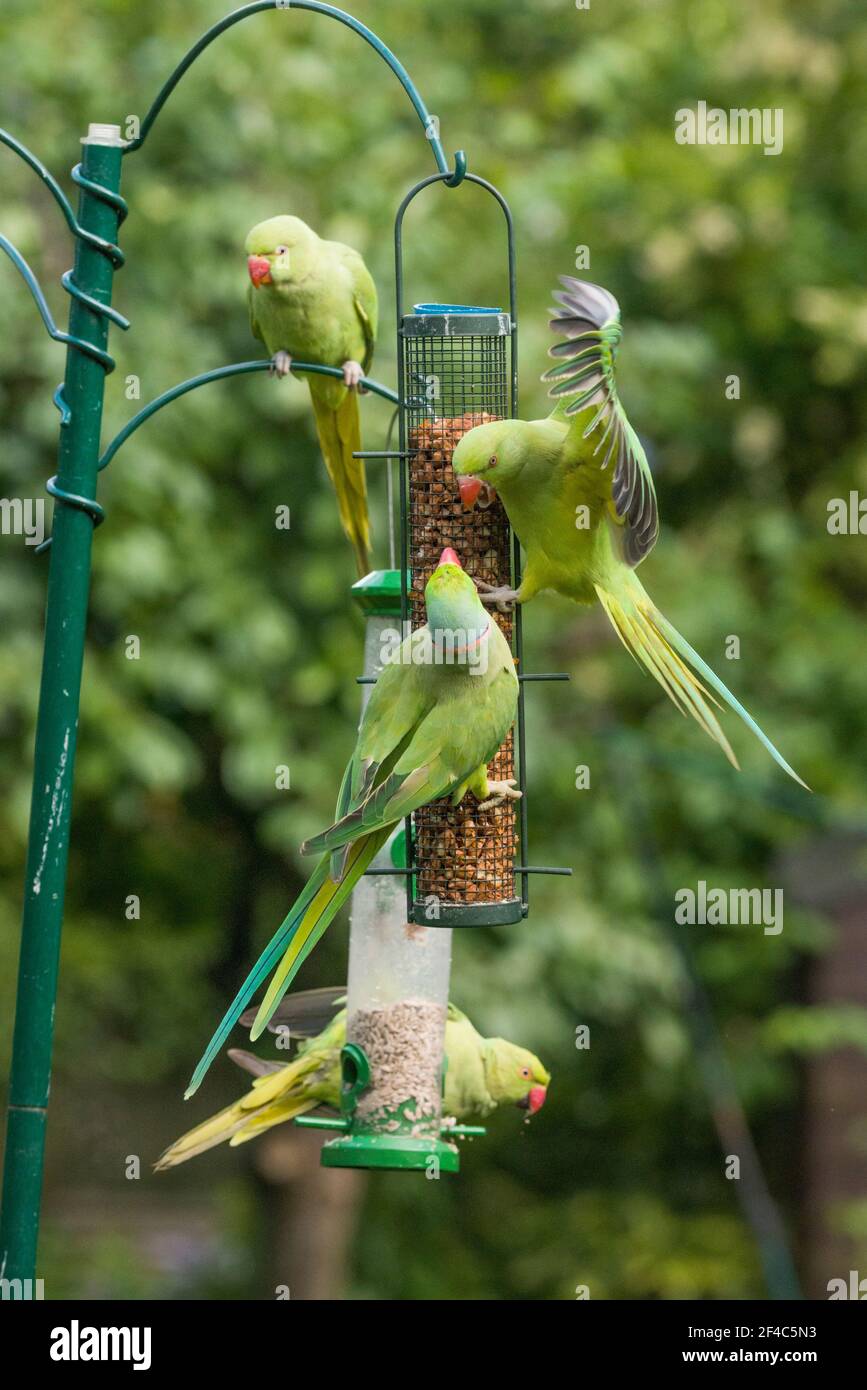 Rose-ringed or Ring-necked parakeets [Psittacula krameri] on bird feeders.  London, Uk. Stock Photo