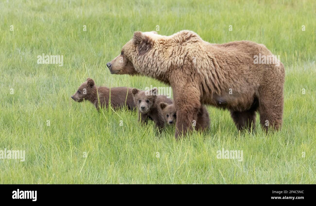 Coastal brown bear mother and three cubs in Lake Clark National Park. Stock Photo