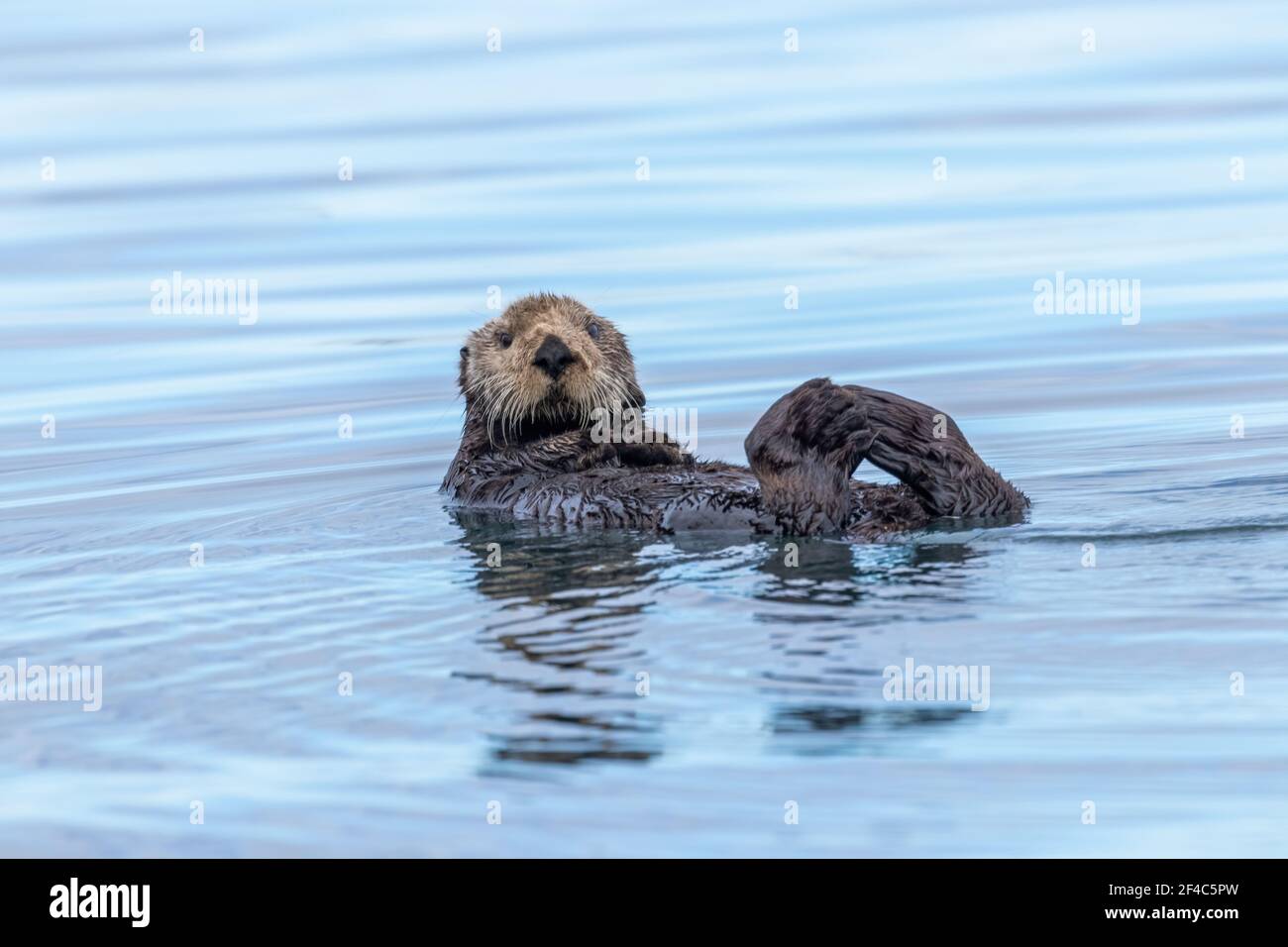 Sea otter floating in the water in Kamechak Bay in Alaska. Stock Photo