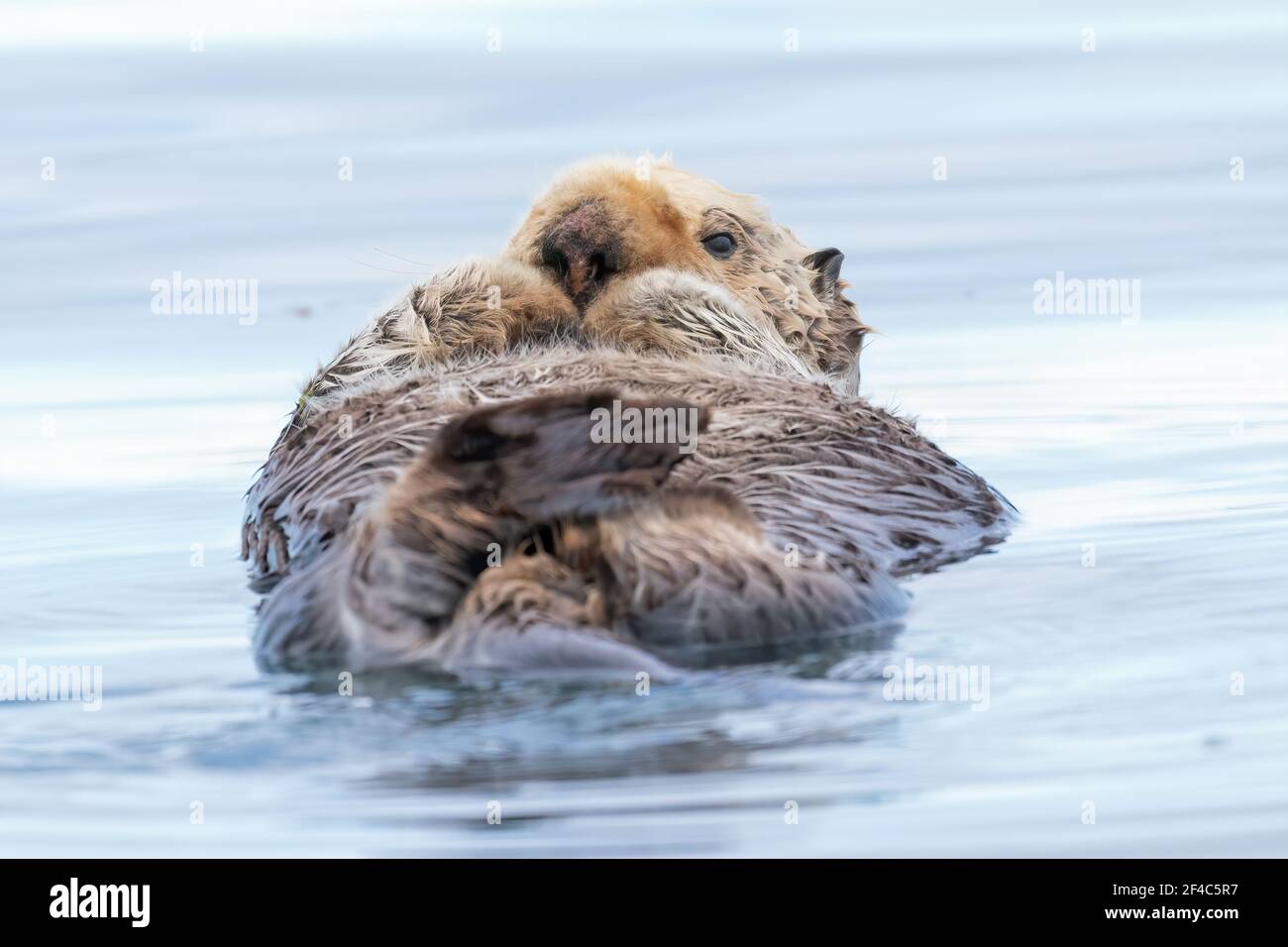 Sea otter floating in the water in Kamechak Bay in Alaska. Stock Photo
