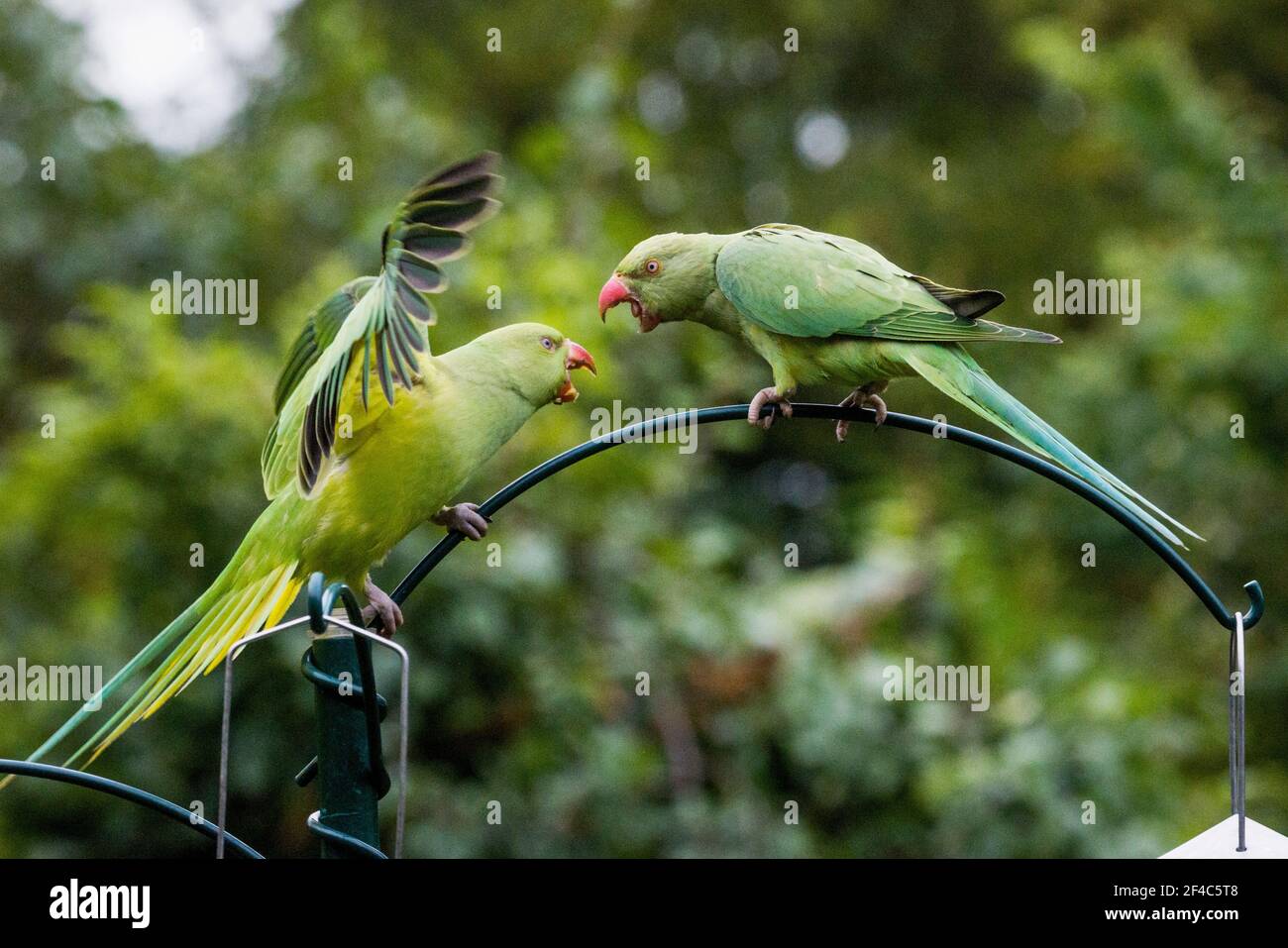Rose-ringed or Ring-necked parakeets [Psittacula krameri] squabbling on bird feeder.  London, Uk. Stock Photo