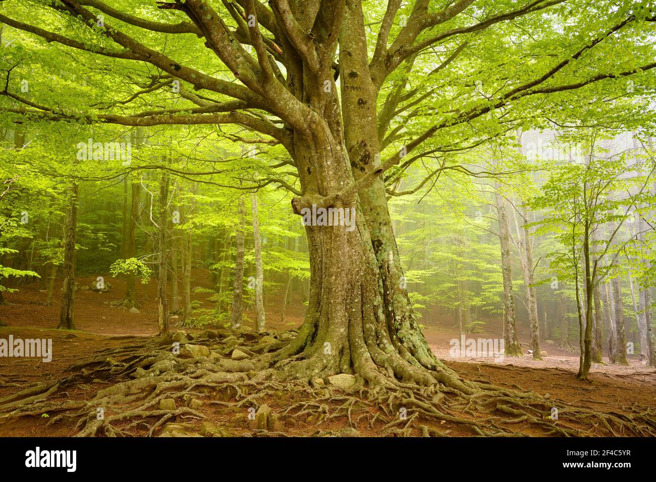 Two large beech trees in the Santa Fe de Montseny beech forest, in a foggy spring day (Montseny, Catalonia, Spain) Stock Photo