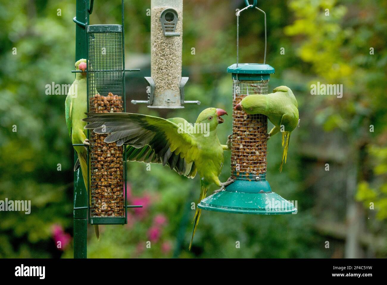 Rose-ringed or Ring-necked parakeets [Psittacula krameri] squabbling on bird feeders.  London, Uk. Stock Photo