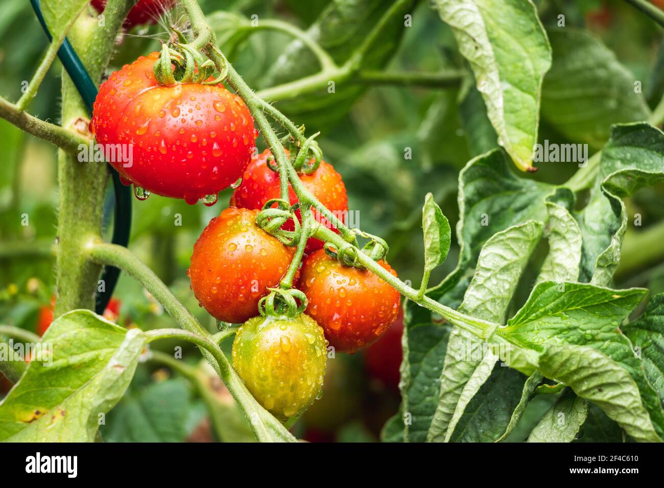 Tomatoes in rain, organic vegetable garden. Red ripening tomato. Stock Photo