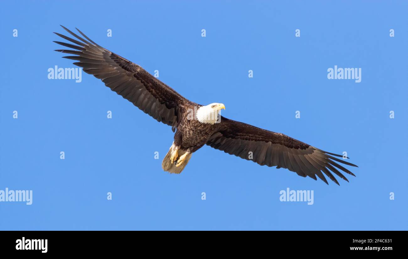 Adult bald eagle in flight against a clear blue sky. Stock Photo