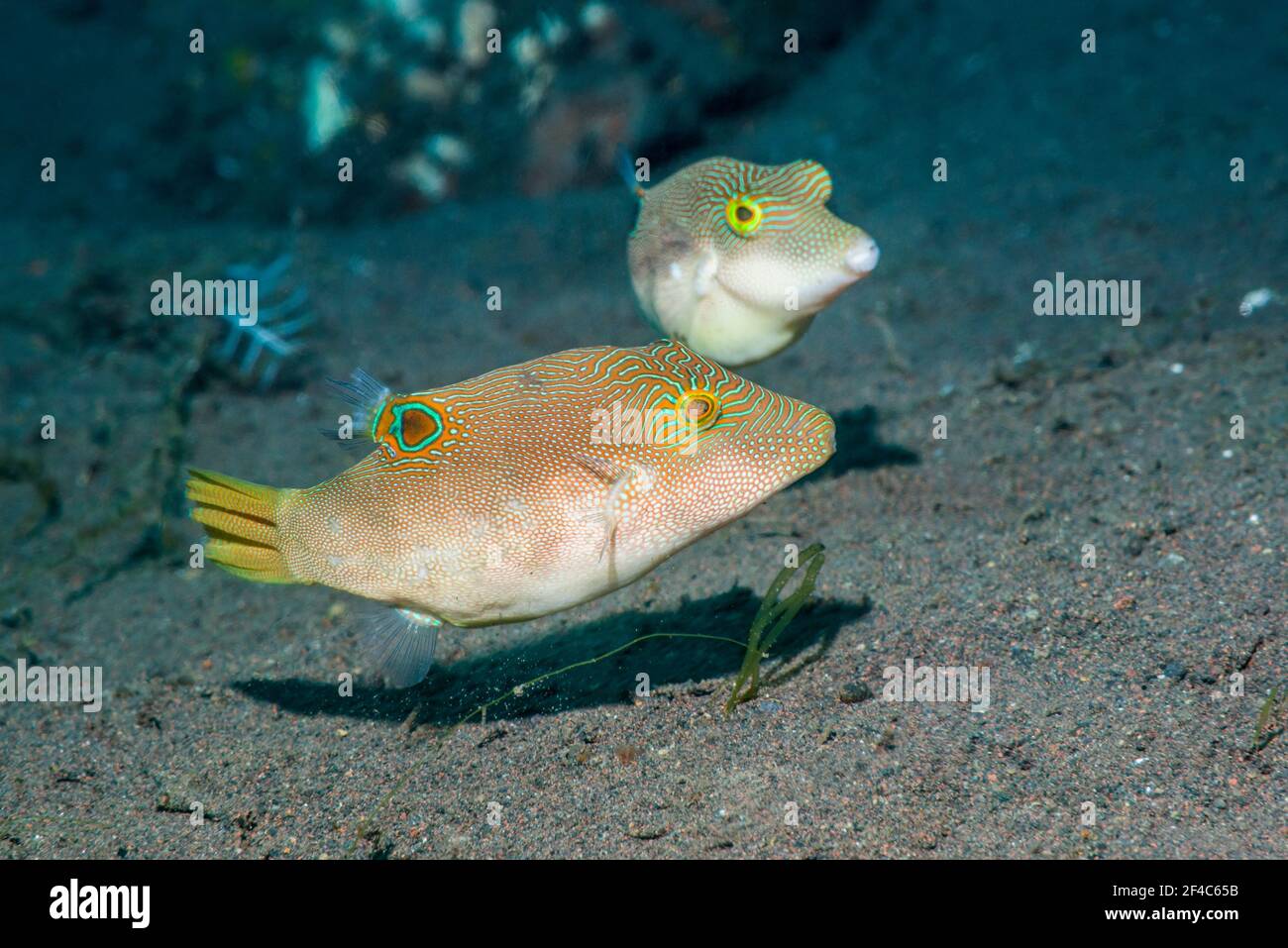 Compressed toby or Fine-spotted puffer [Canthigaster compressa] pair.  Tulamben, Bali, Indonesia. Stock Photo