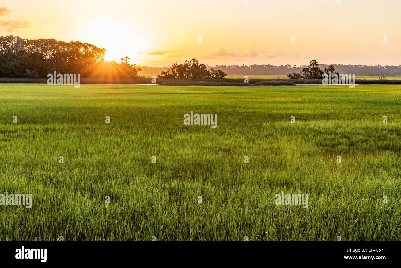 The sun rising above the trees and shining over a salt marsh. Stock Photo