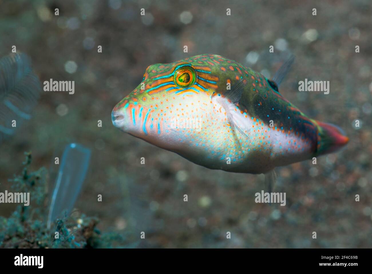 Bennett's toby [Canthigaster bennetti].  Tulamben, Bali, Indonesia. Stock Photo