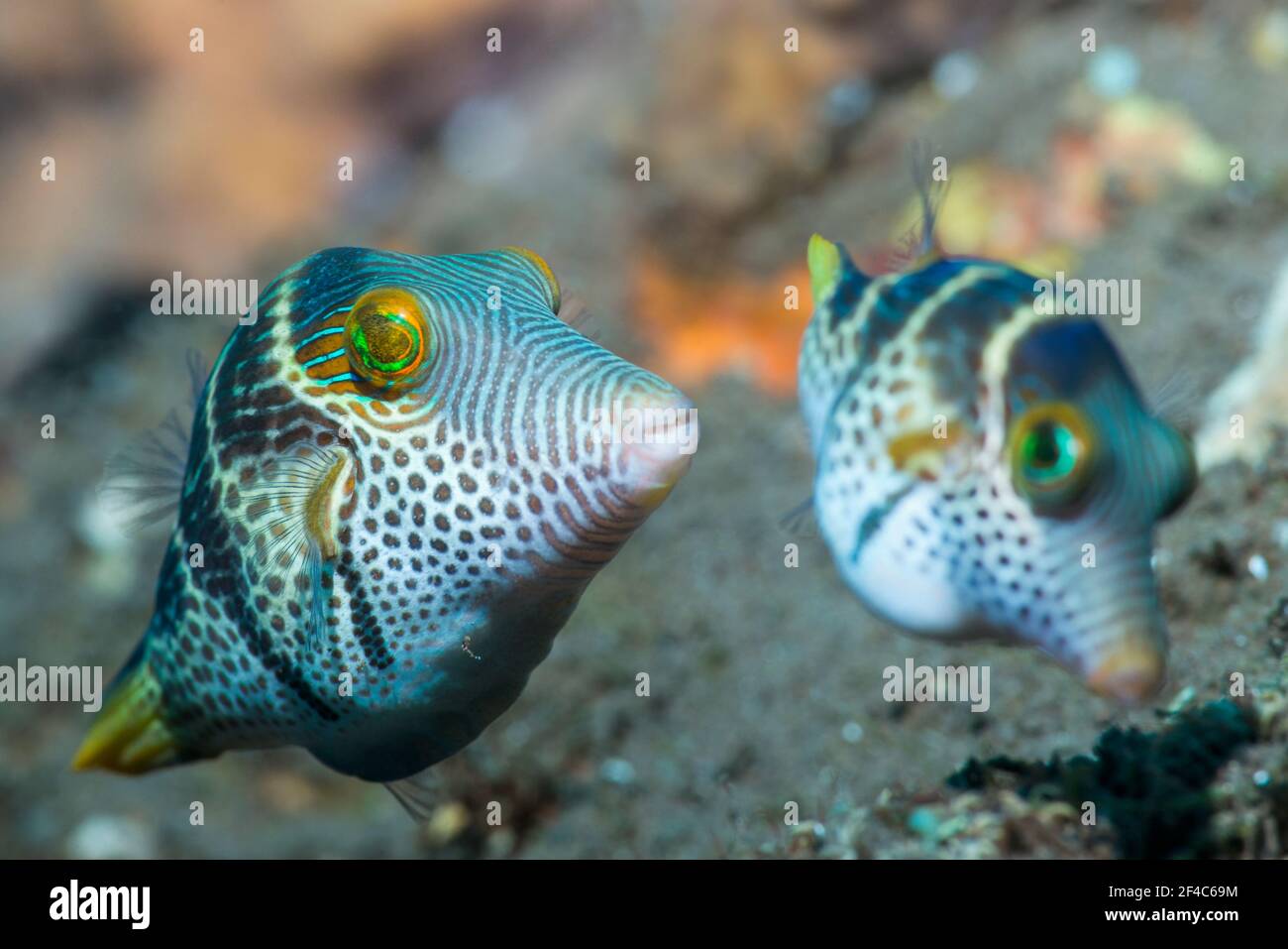 Valentini's sharp nosed puffer or Black-saddled toby [Canthigaster valentini] courting pair.  Tulamben, Bali, Indonesia. Stock Photo