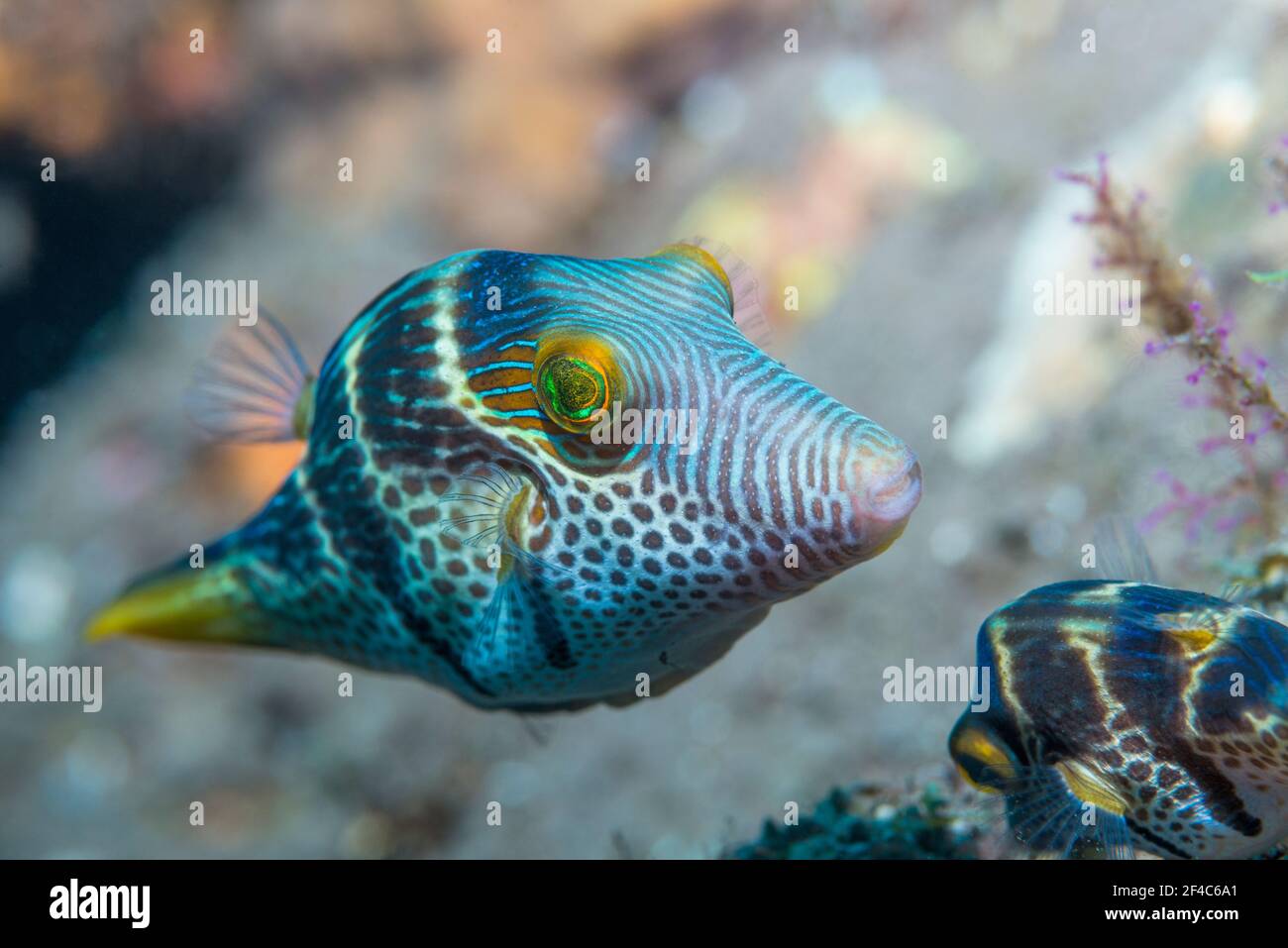 Valentini's sharp nosed puffer or Black-saddled toby [Canthigaster valentini].  Tulamben, Bali, Indonesia. Stock Photo