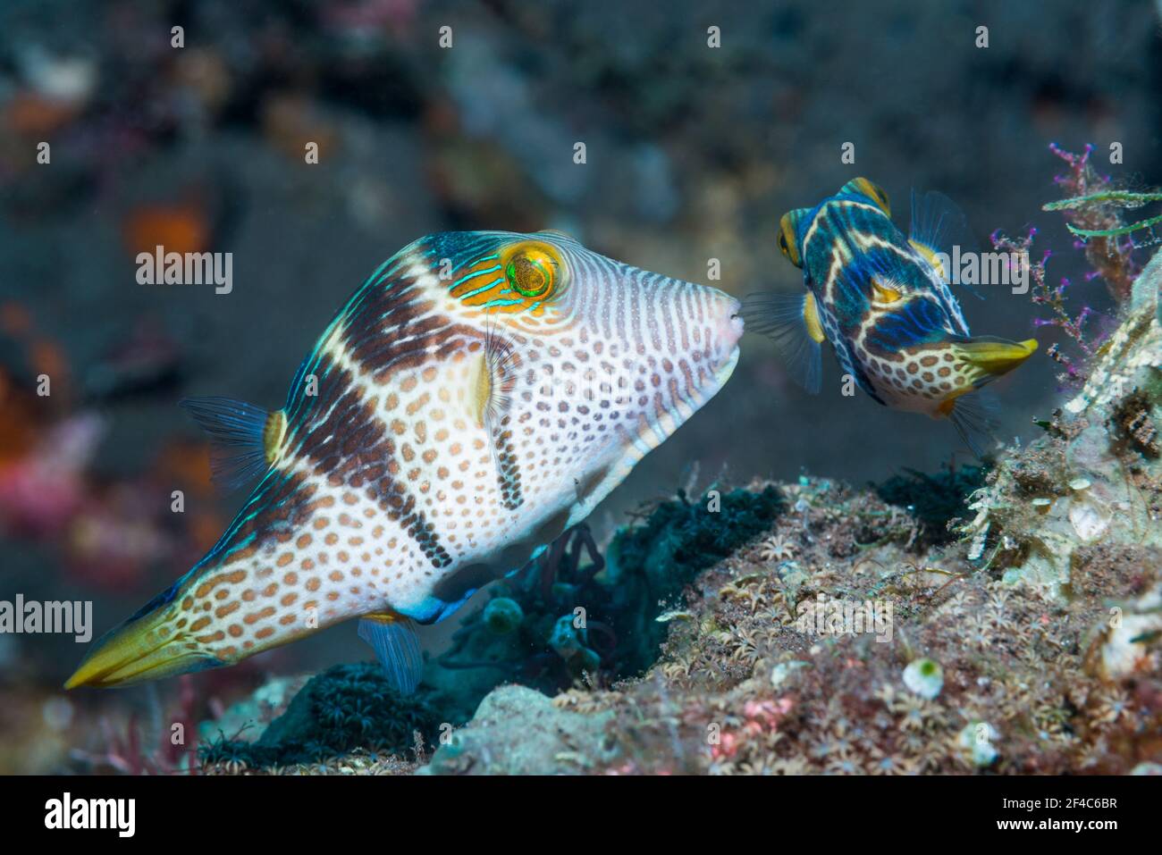 Valentini's sharp nosed puffer or Black-saddled toby [Canthigaster valentini] courting pair.  Tulamben, Bali, Indonesia. Stock Photo