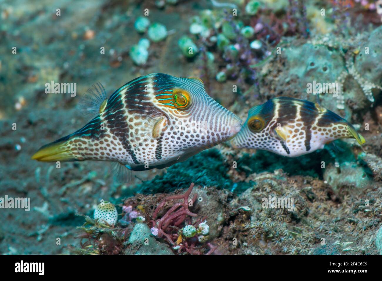 Valentini's sharp nosed puffer or Black-saddled toby [Canthigaster valentini] courting pair.  Tulamben, Bali, Indonesia. Stock Photo