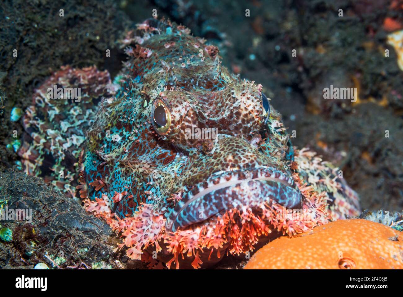 Tasseled scorpionfish [Scorpaenopsis oxycephala].  Tulamben, Bali, Indonesia. Stock Photo