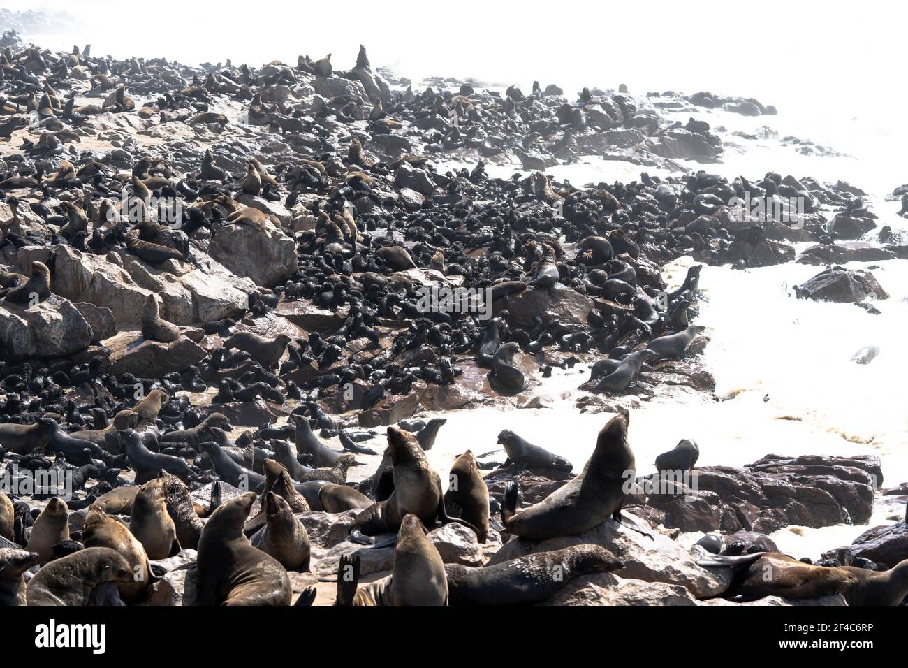Biggest sea lion colony in africa near cape cross Stock Photo