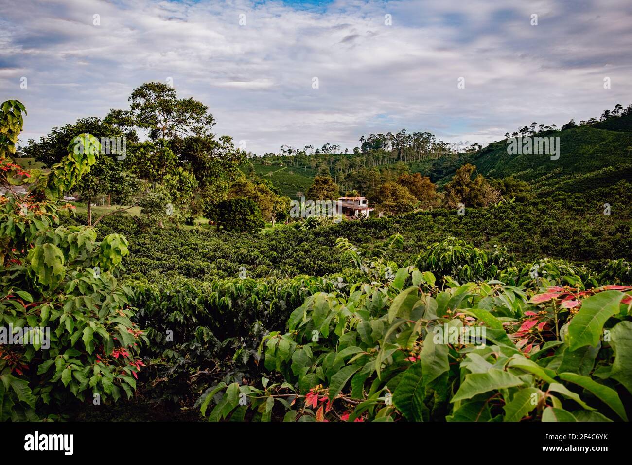 Poinsettia trees border a coffee plantation in Libano, Tolima, Colombia. Stock Photo