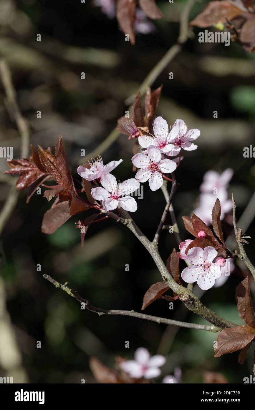 Pink Cherry Plum (Prunus ceracifera 'Nigra') blossom flowering in mid-March in Hertfordshire in the south of England, UK Stock Photo