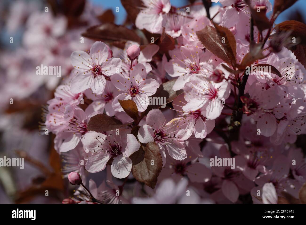 Pink Cherry Plum (Prunus ceracifera 'Nigra') blossom flowering in mid-March in Hertfordshire in the south of England, UK Stock Photo